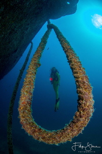 "Under the bow", Fang Ming wreck, La Paz, Mexico. Model: ... by Filip Staes 